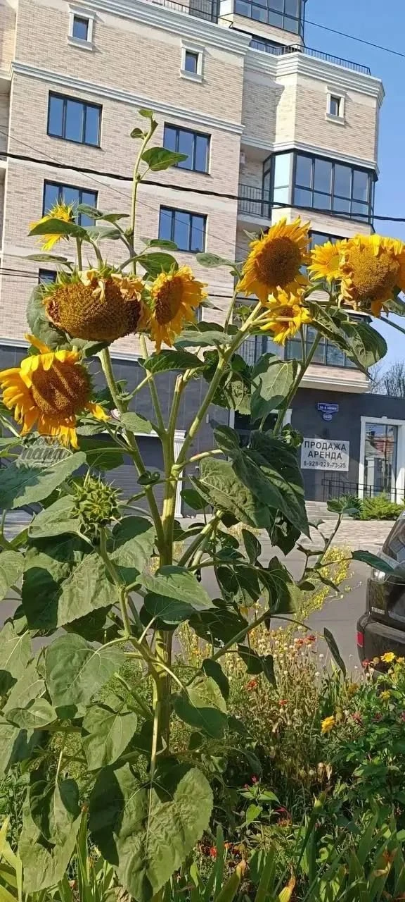 🍂Осень в Ростов подкрадывается незаметно.