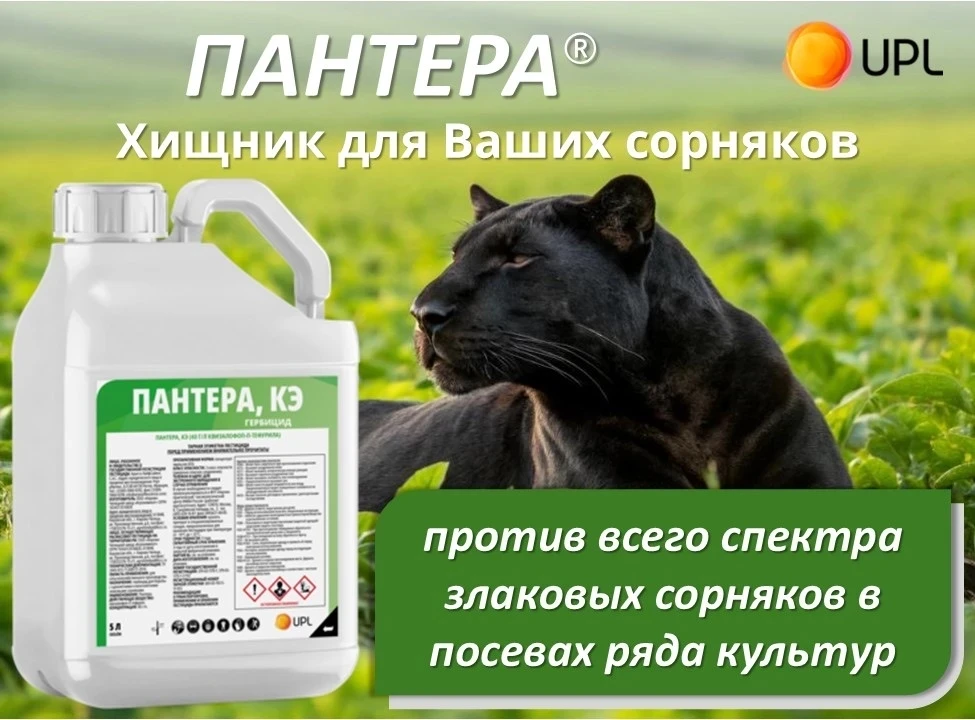 Злаковые сорняки вышли в поле? Выпускайте ПАНТЕРУ®