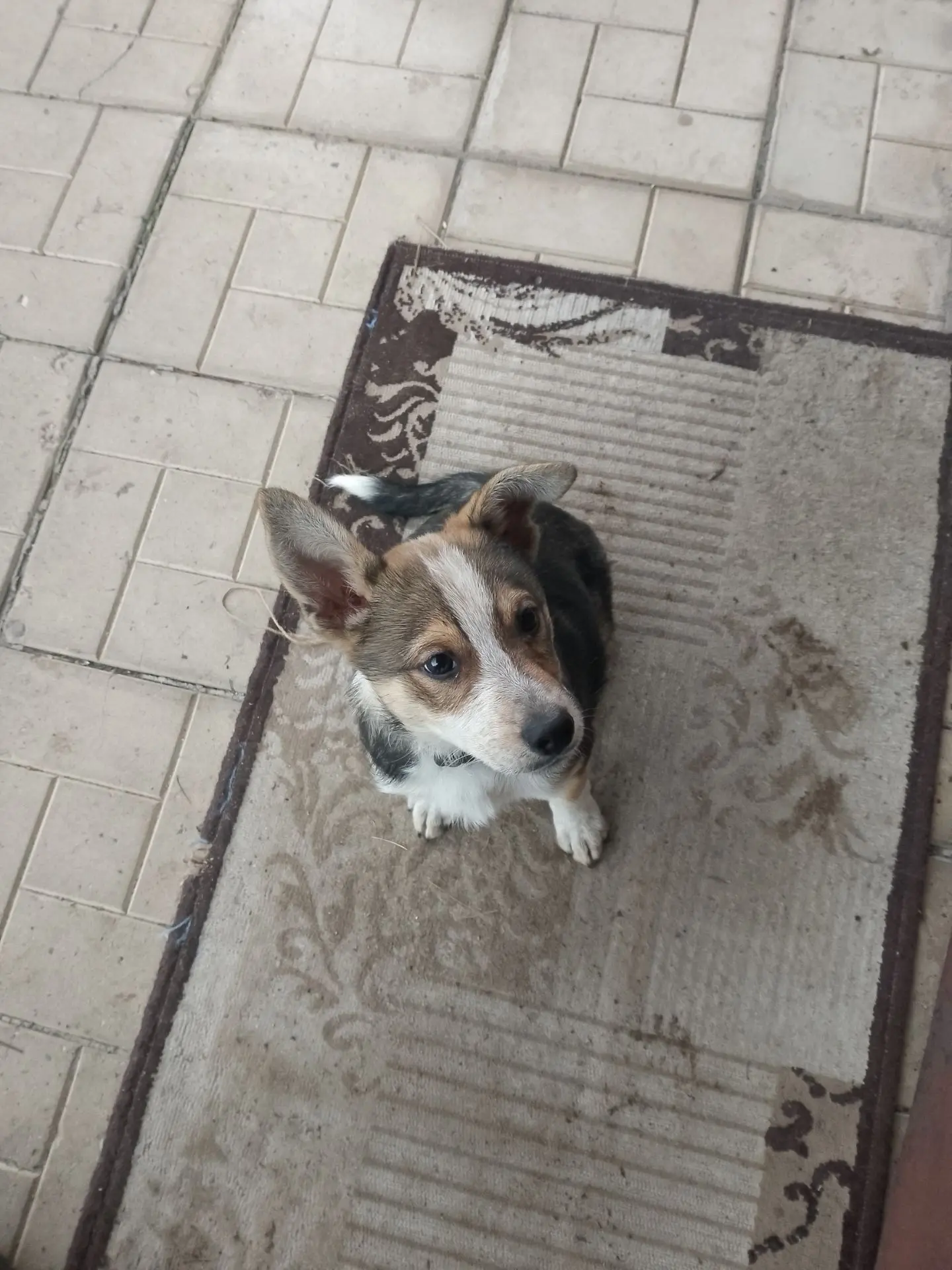 Приехала я на работу... А там Счастье🐶🐶🐶