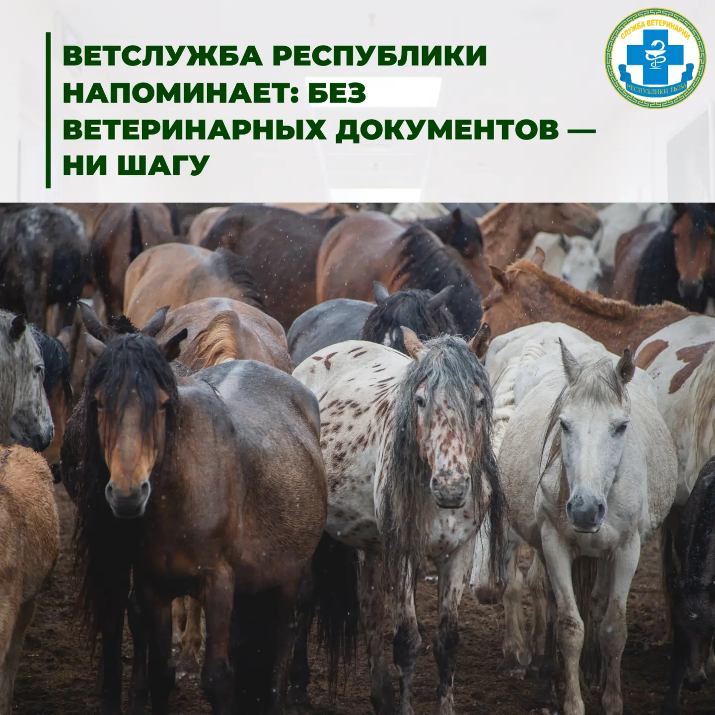 🐴Ветслужба республики напоминает: без ветеринарных документов — ни шагу
