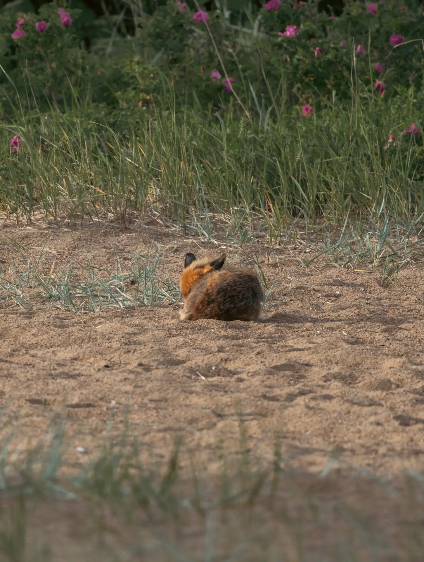 🦊💤 Спите сегодня так же сладко и беззаботно, как этот лисёнок из Лисьего Носа.

📸@chpich1

🏙 При