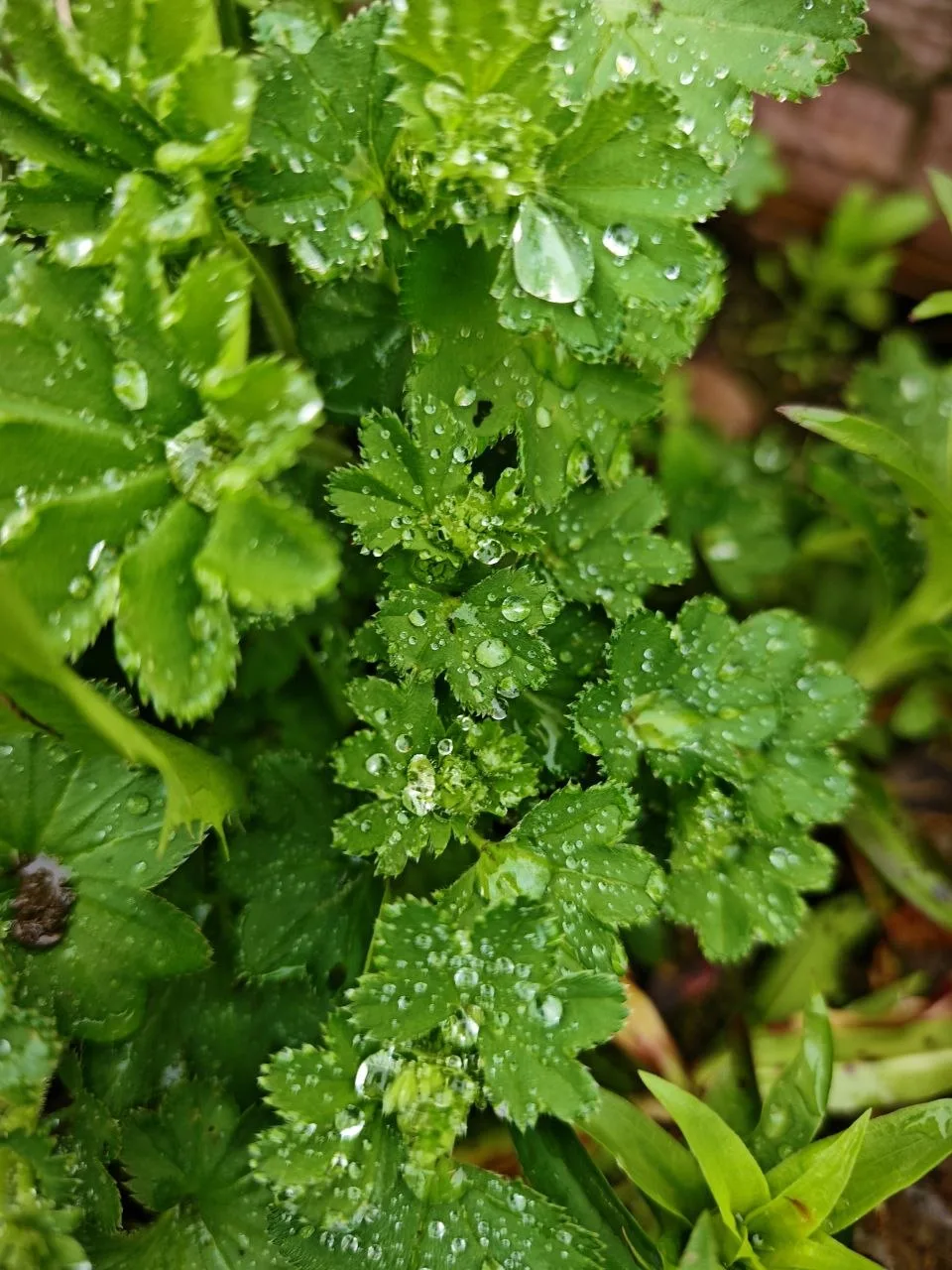 В мае даже дождливое утро бывает прекрасным.☘️