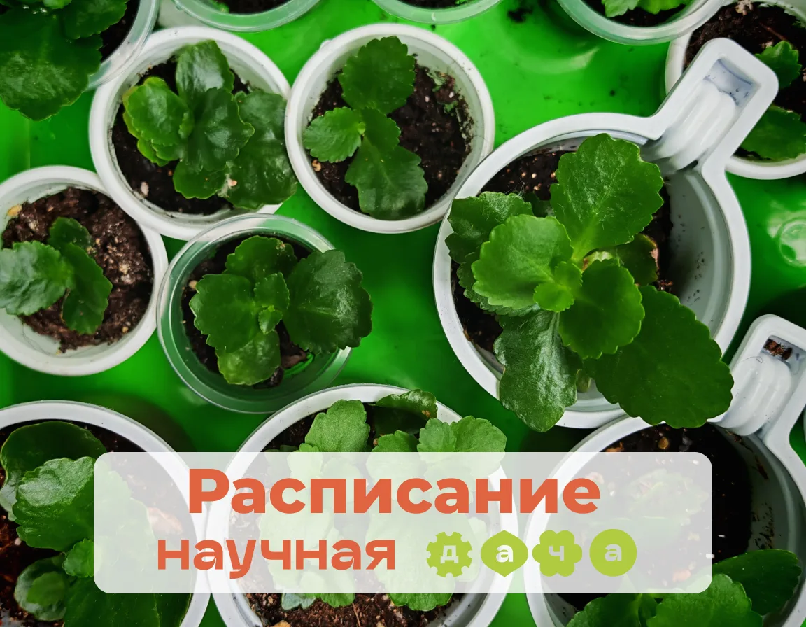 🟢РАСПИСАНИЕ🟢