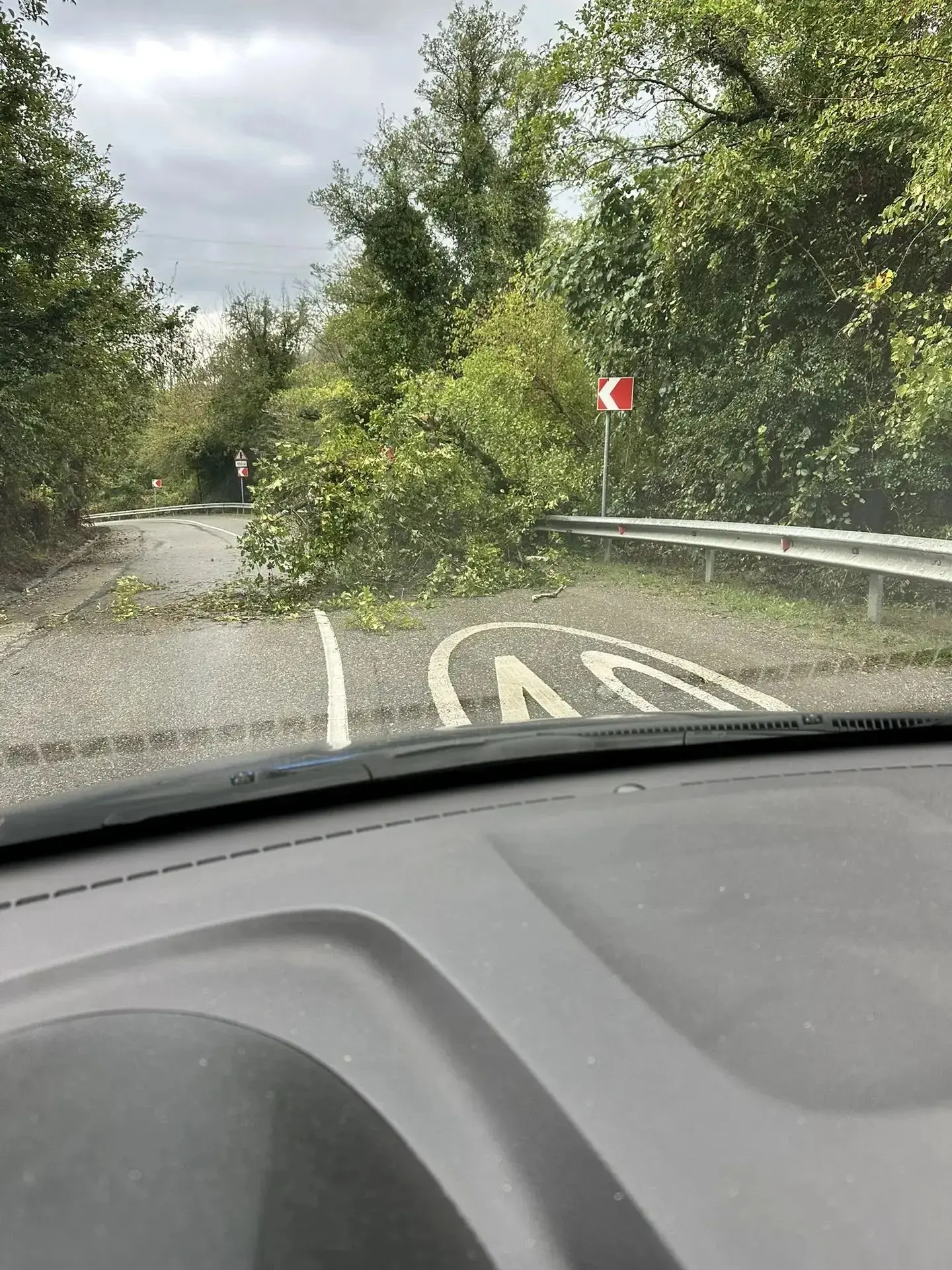 🌳 Дерево рухнуло на дорогу в Верхнеармянском Лоо