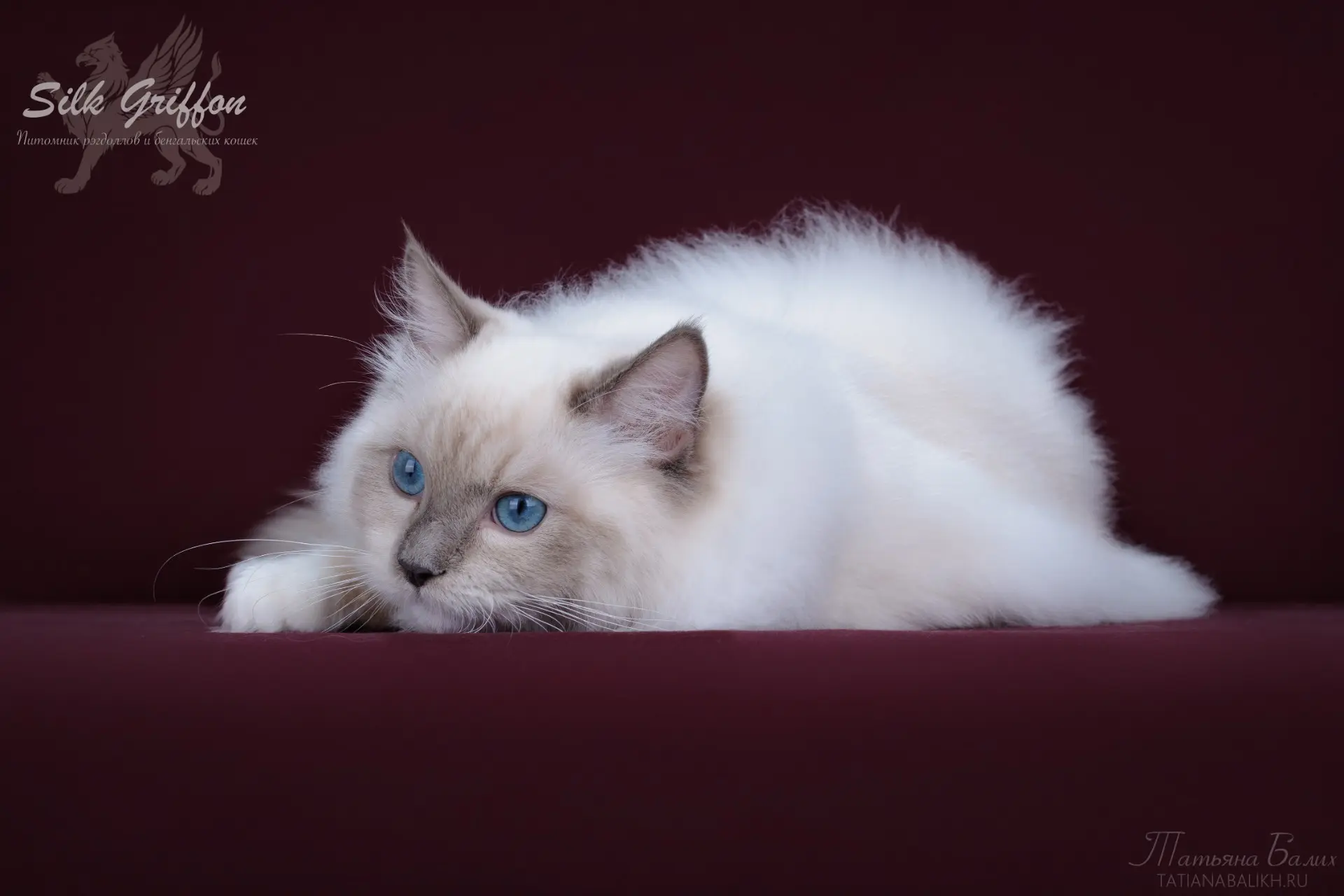 А кошки то настоящие?