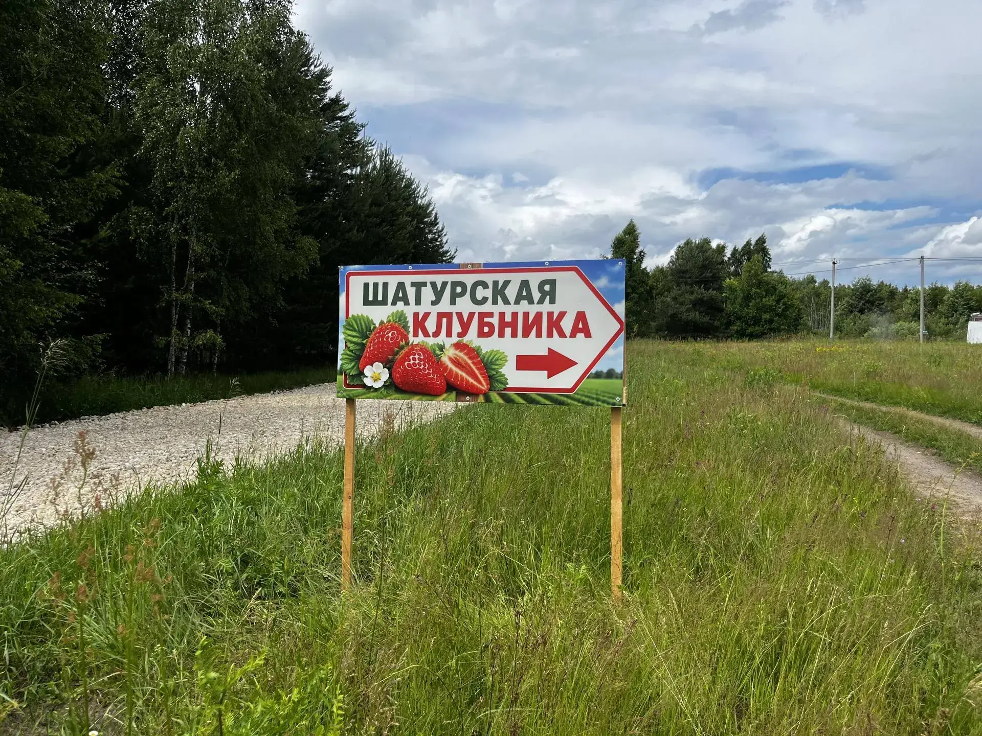 🍓 На ферме в деревне Семеновской начался сезон сбора клубники