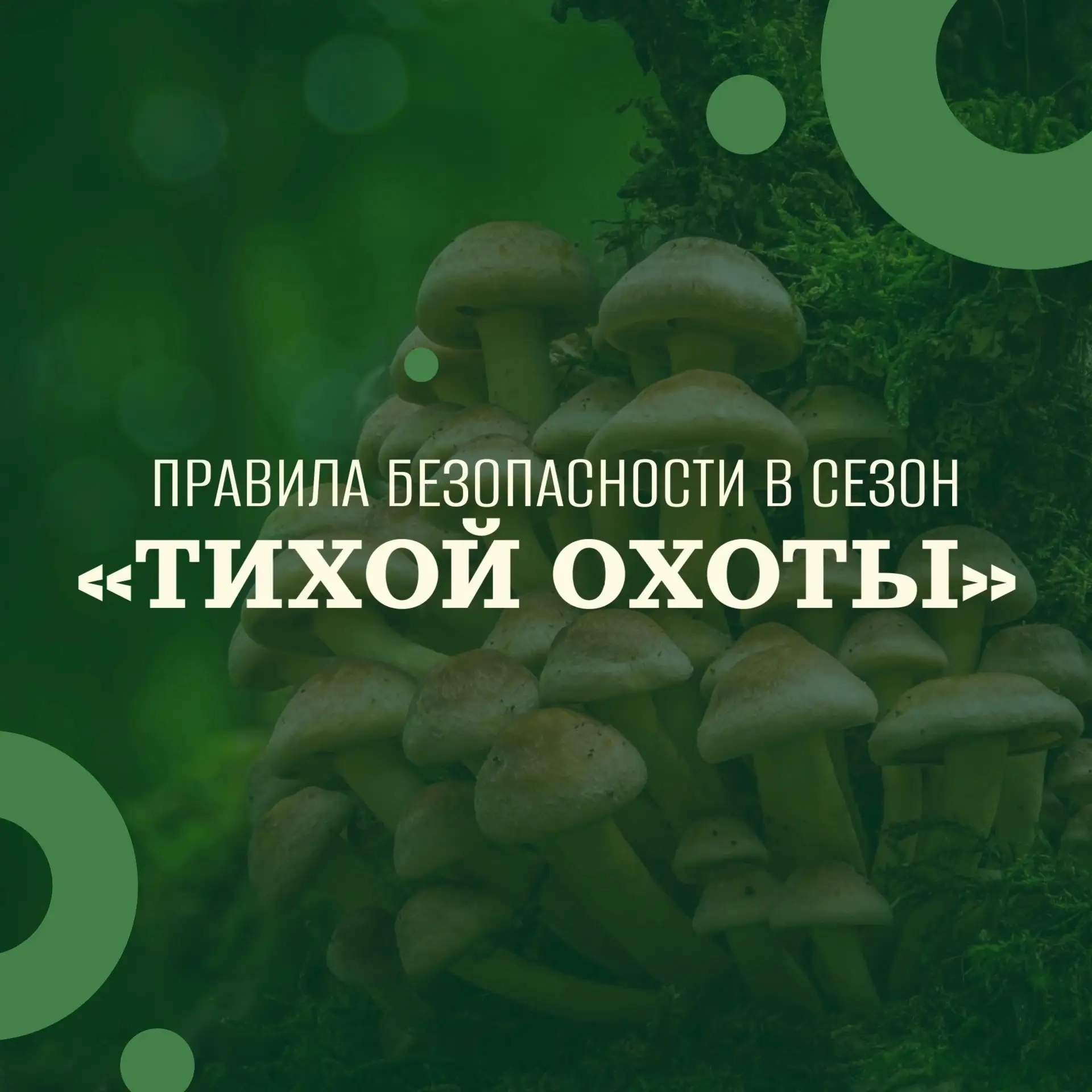 Правила безопасности в сезон «Тихой охоты» 
🍄Грибники всех возрастов устремляются в леса, чтобы наб