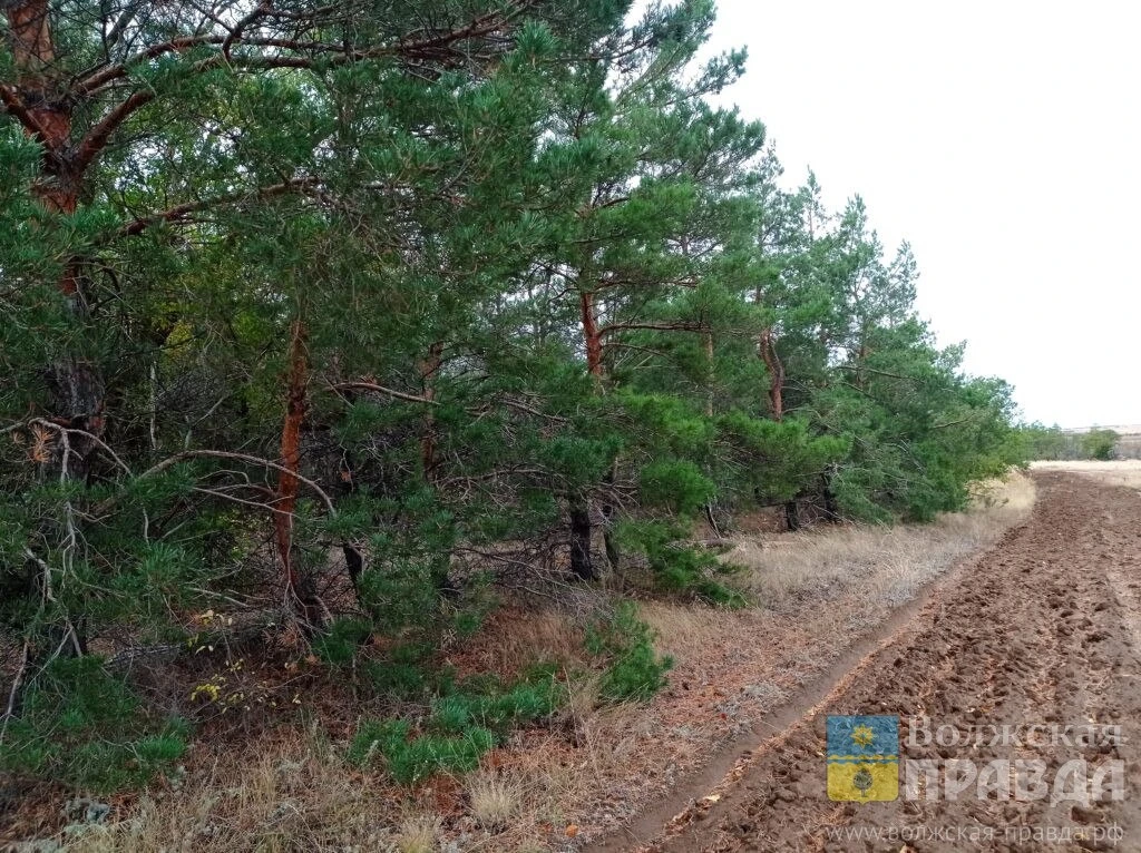 В Волгоградской области снят запрет на посещение лесов