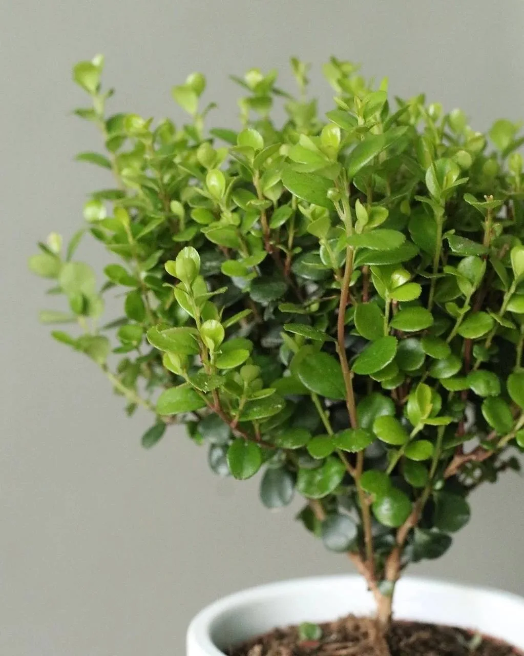 Мирсина 🌱
