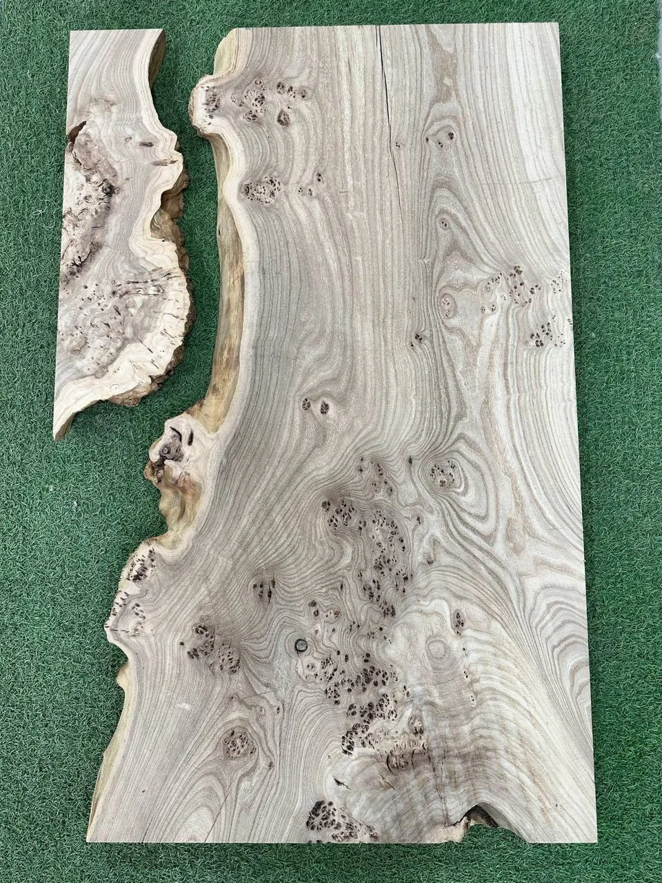 🌳Каповый карагач