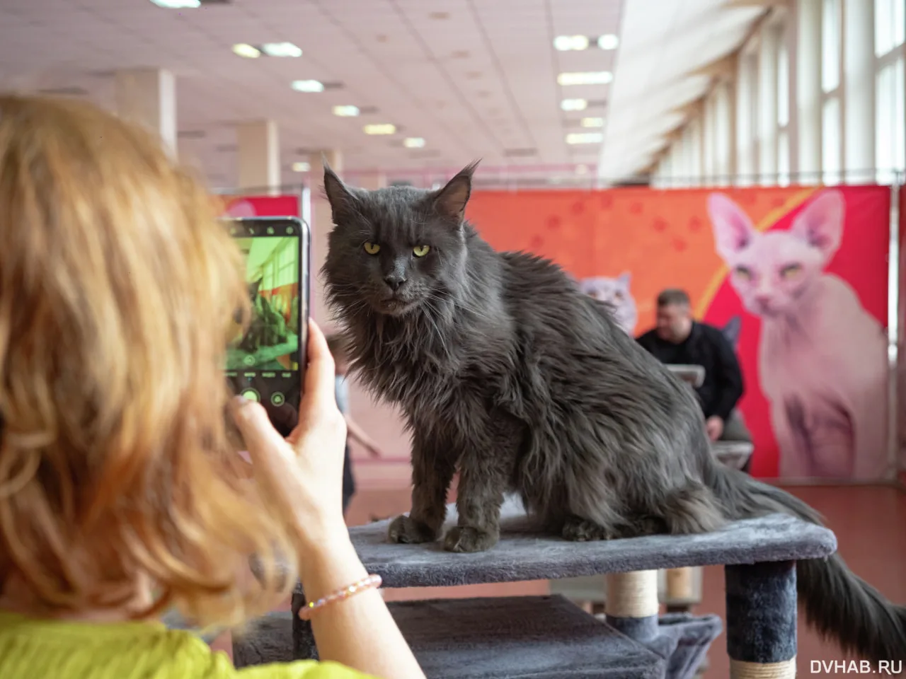 Выставка кошек из Санкт-Петербурга проходит в Хабаровске.  В Хабаровске с 27 марта проходит выставка