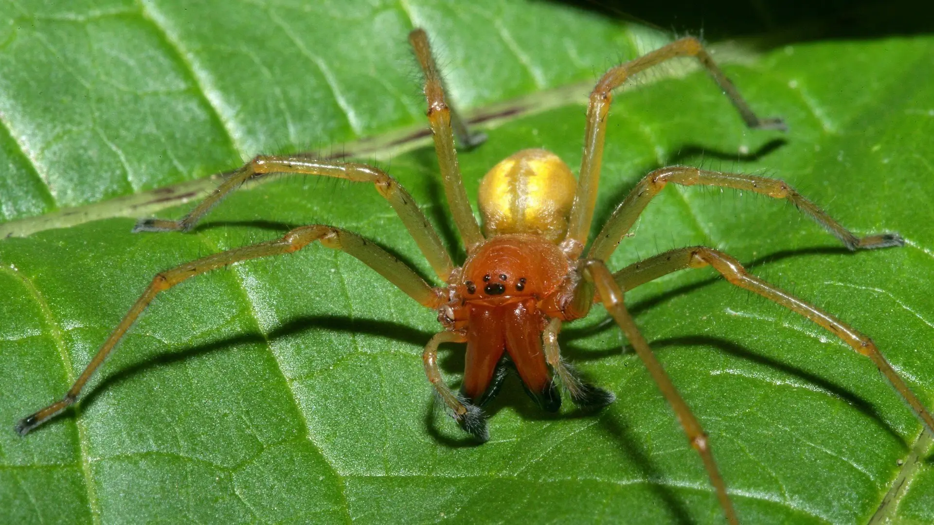 🕷️ В Ростове-на-Дону врачи ГБСМП спасли женщину после укуса паука