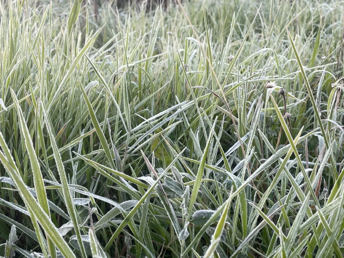 Туман и заморозки до −5 °C: МЧС предупредило жителей Ивановской области о непогоде
