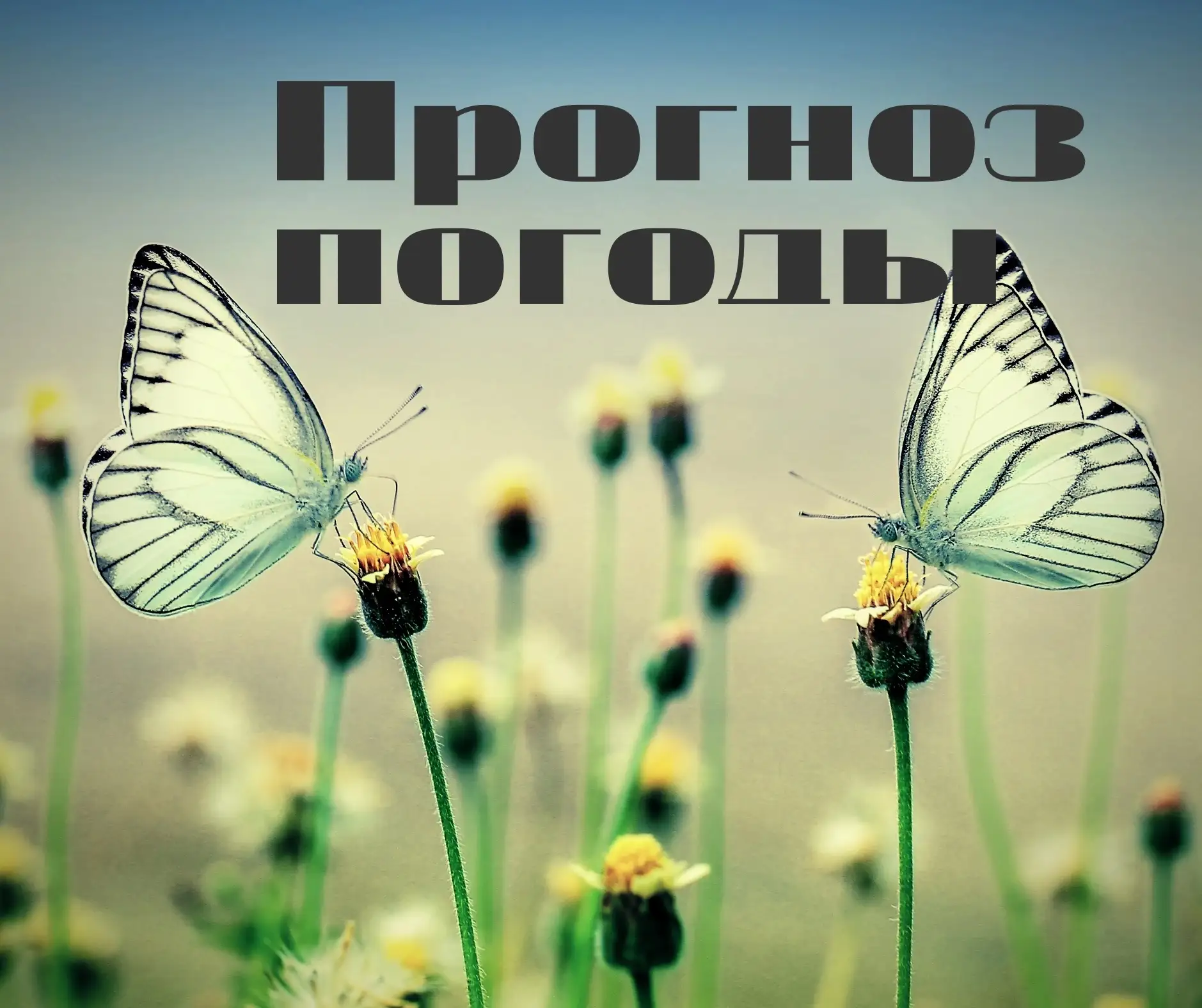⛅ Прогноз погоды на пятницу.
 
📌 Завтра, 31 июля, в Новосибирске ночью без осадков, днём местами кр