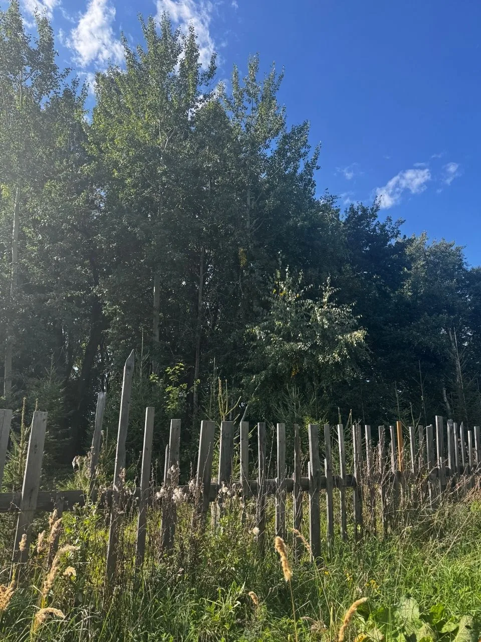 Доброе утро! Пусть этот день подарит тепло, радость и приятные сюрпризы. 💛