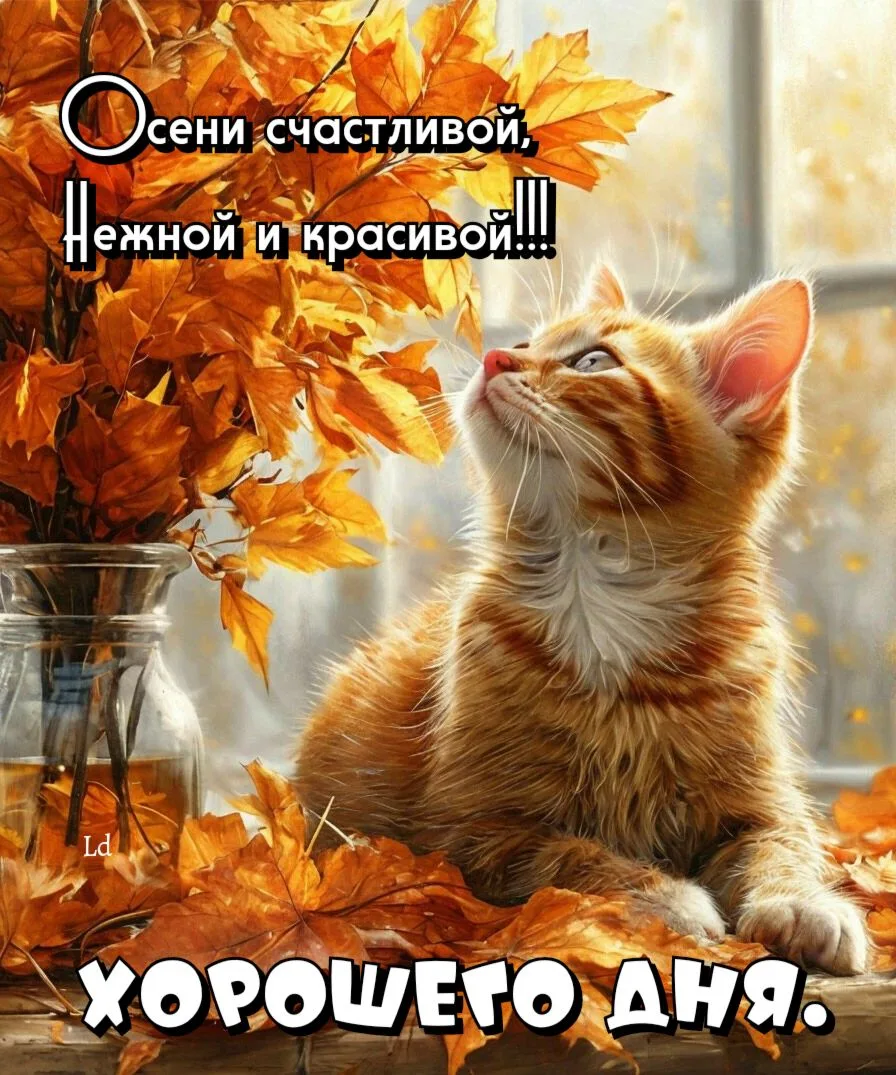 Доброго дня!🐈🐈