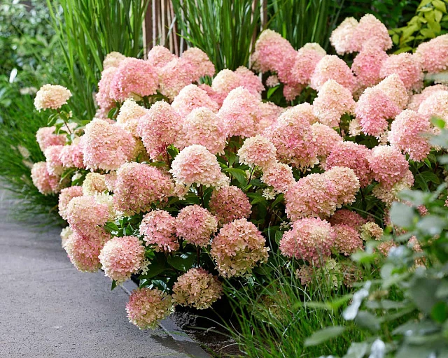 🌸 Гортензия метельчатая «Литтл Лав» — нежность, которая умеет удивлять 💗