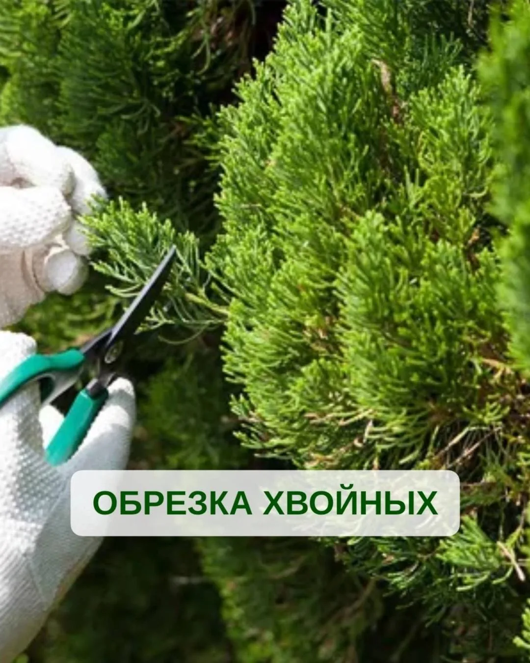 🌲 Обрезка хвойных: стрижем правильно, чтобы не испортить красоту

Хвойники нуждаются в стрижке. Без