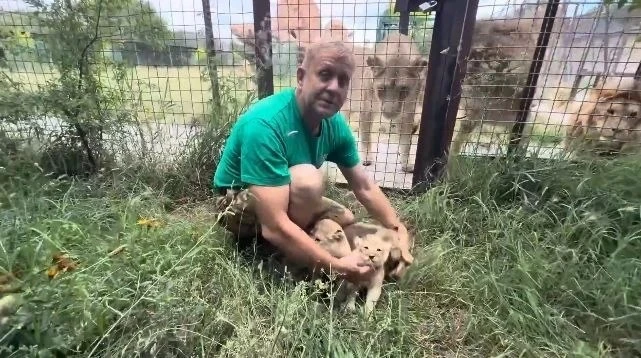 🦁Лев Симба из «Тайгана» впервые стал отцом трёх львят

Львица Нала родила вожаку прайда двух самцов