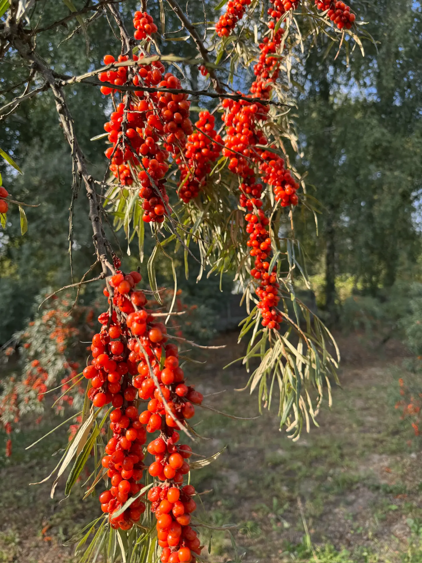 🧡 Ну разве это не волшебство? Вы когда-нибудь видели такое? Среди 10 тысяч целебных растений облепих