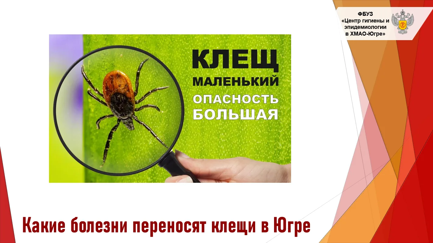 Опасен ли один маленький укус? Разбираем скрытые угрозы югорских клещей
 
Сезон пикников и прогулок 