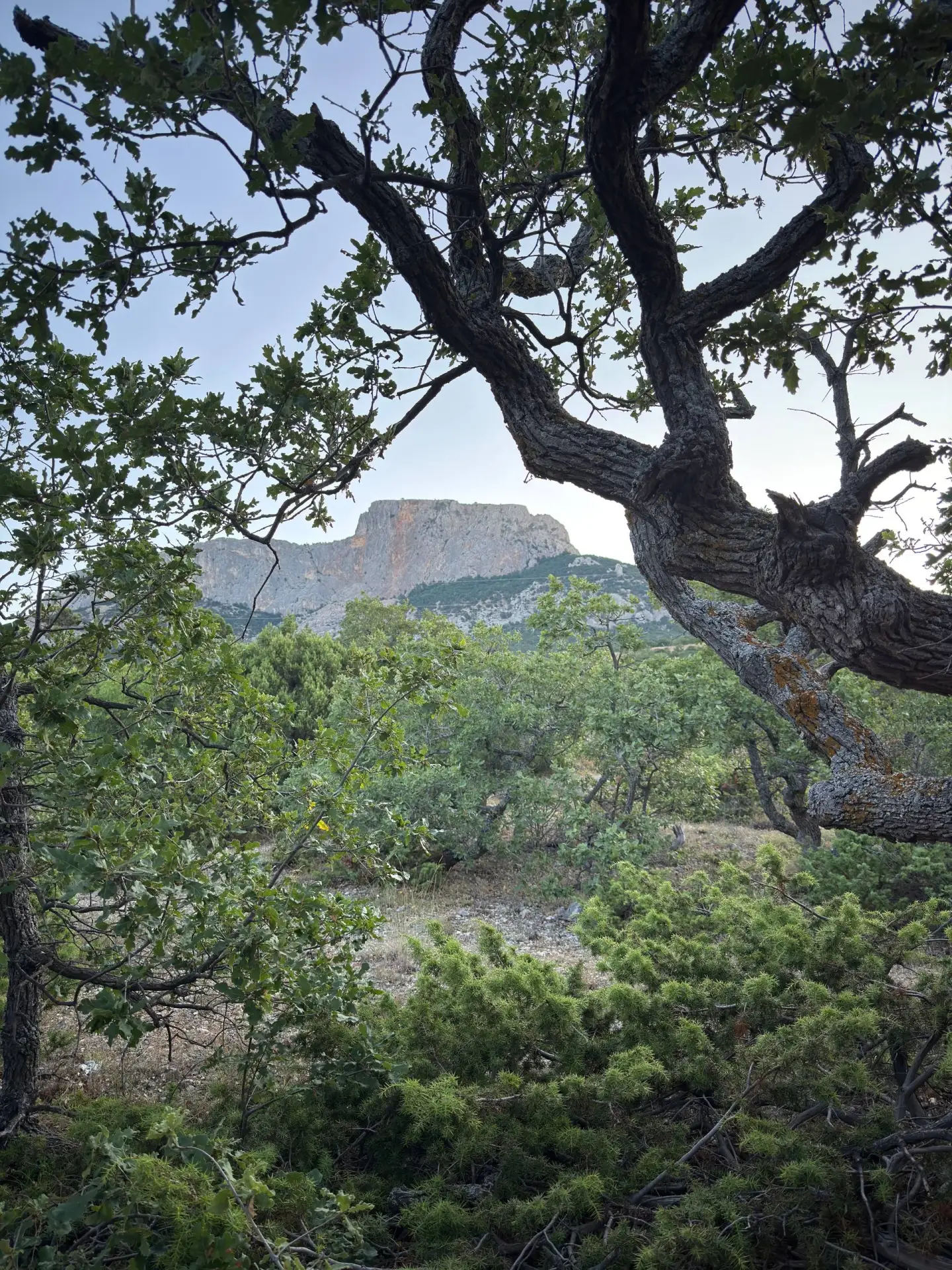 🌳 Леса Севастополя остаются открытыми для прогулок

В этом году, в отличие от прошлых лет, леса гор