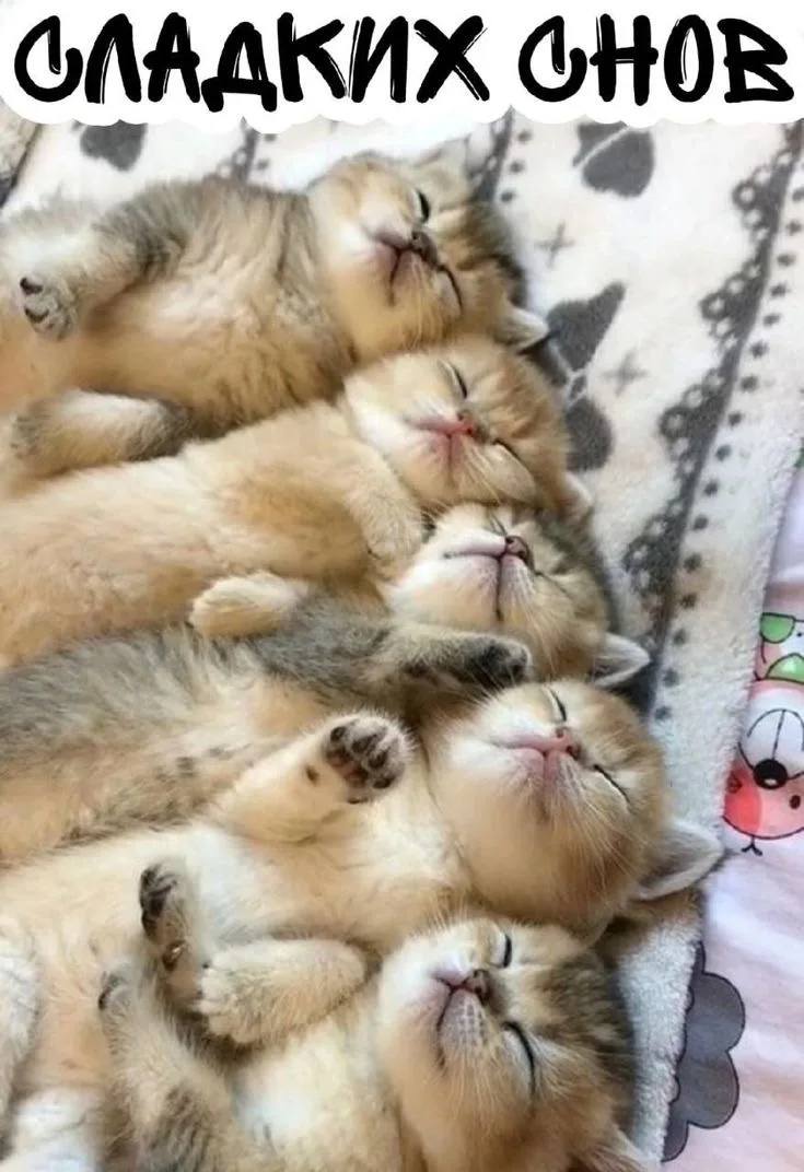 Котаны • подписаться