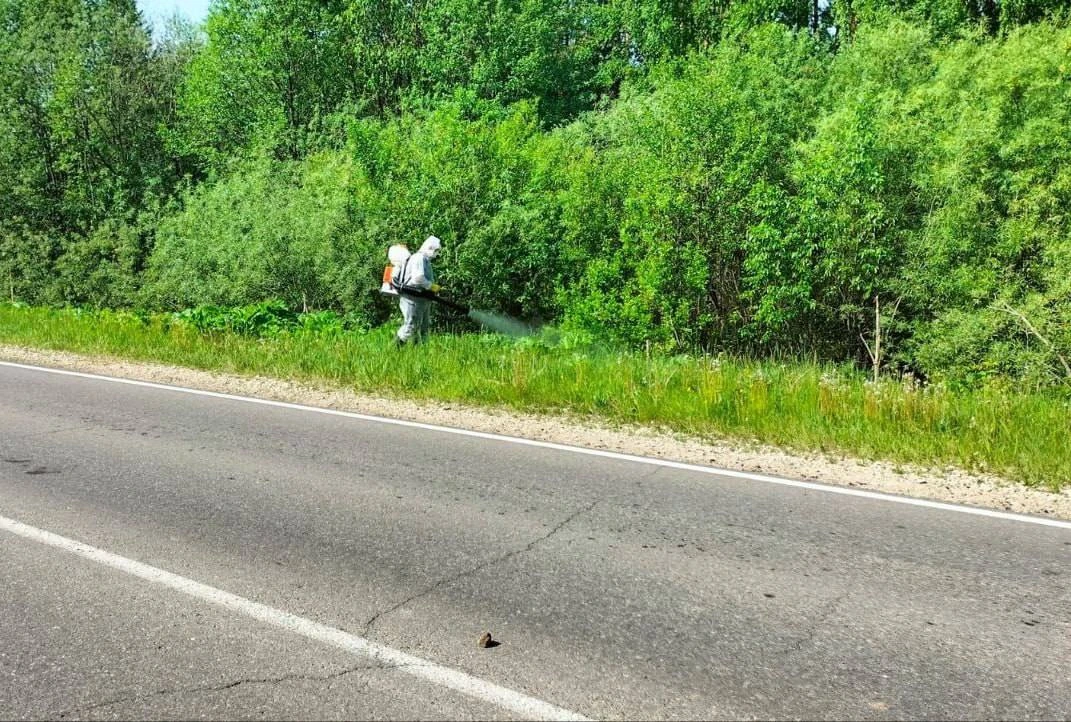 В Кировской области от борщевика обработают более 1000 гектаров земель в 108 муниципальных образован