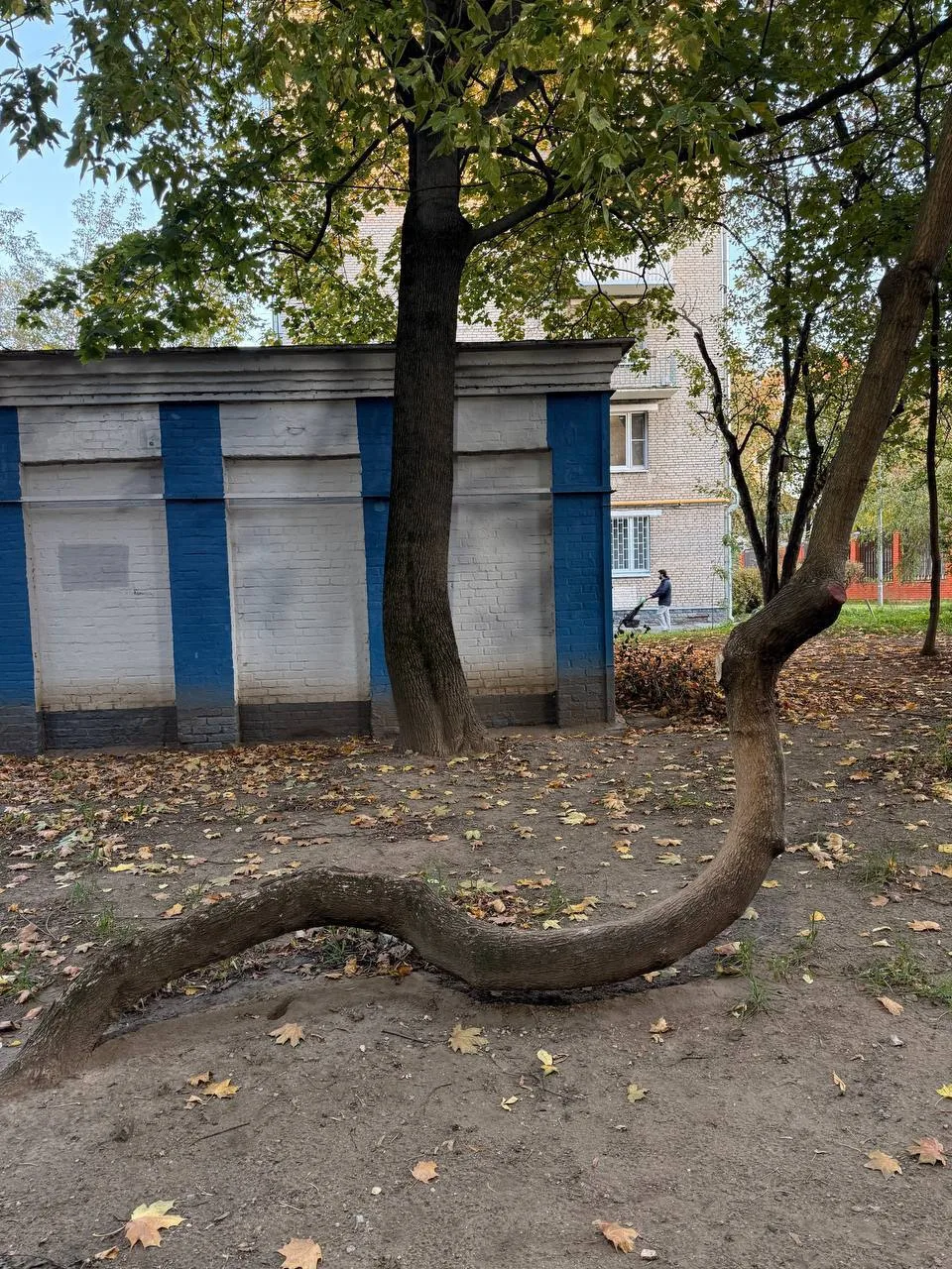 Кривое дерево