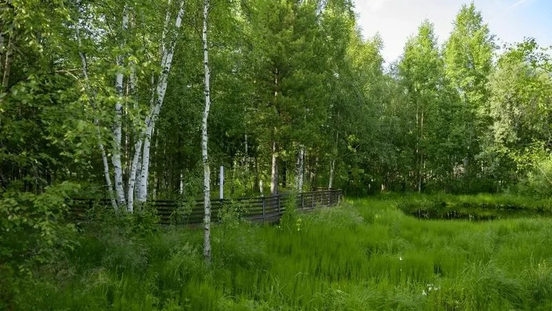 ⚡️ В Ноябрьском лесничестве зафиксирован новый природный пожар.