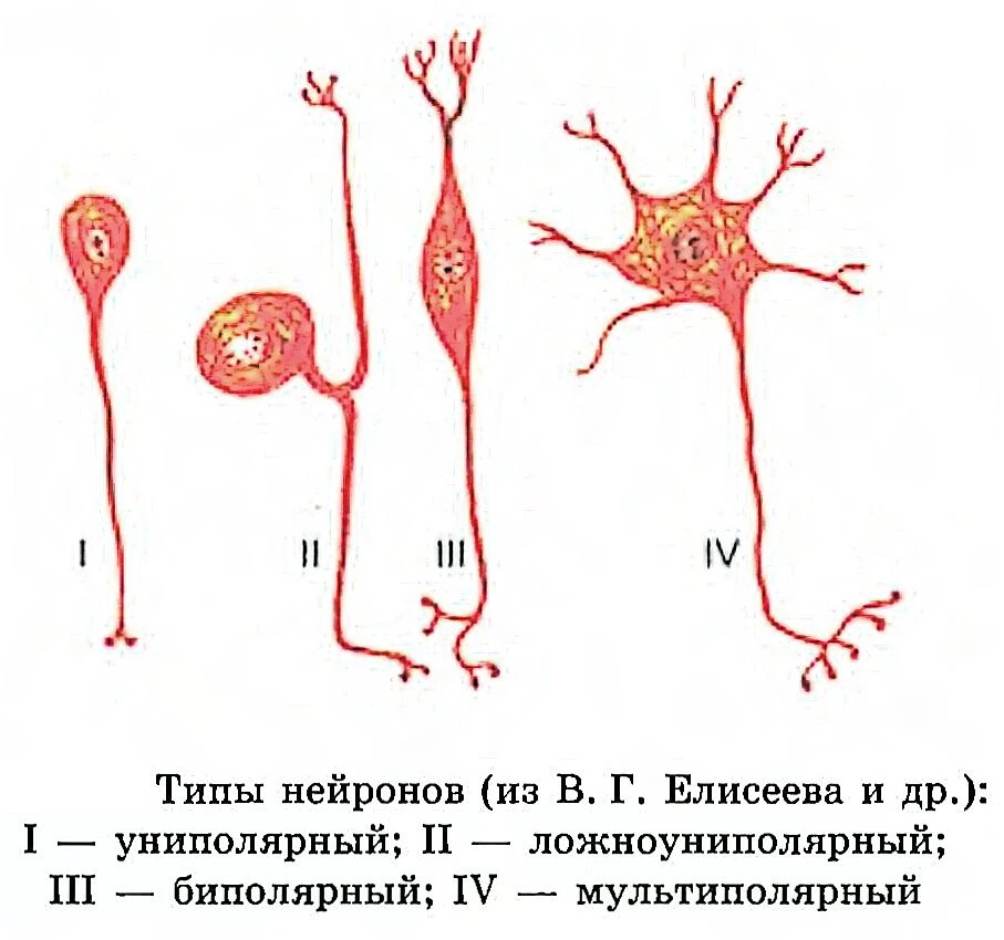 Типы нейронов