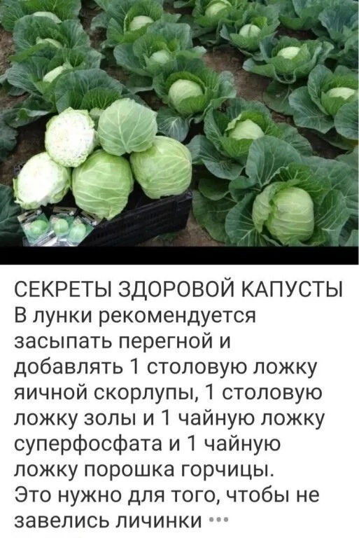 Изображение 1 к публикации «Моя Дача»
