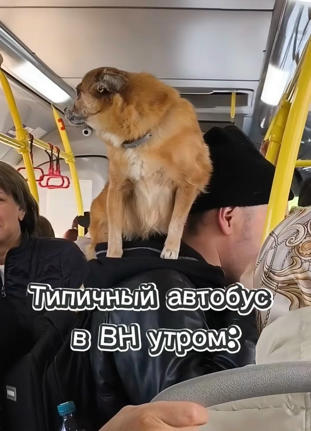 Вот едешь в автобусе утром, настроения нет, а потом заходит мужчина с собачкой на плеча...