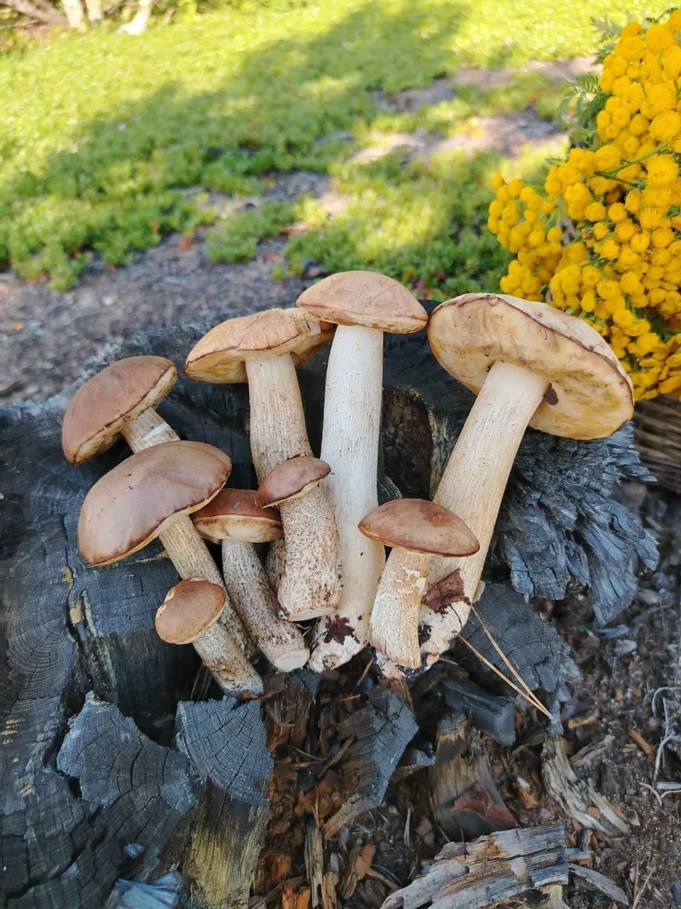 🍄Грибной сезон начался в окрестностях Якутска