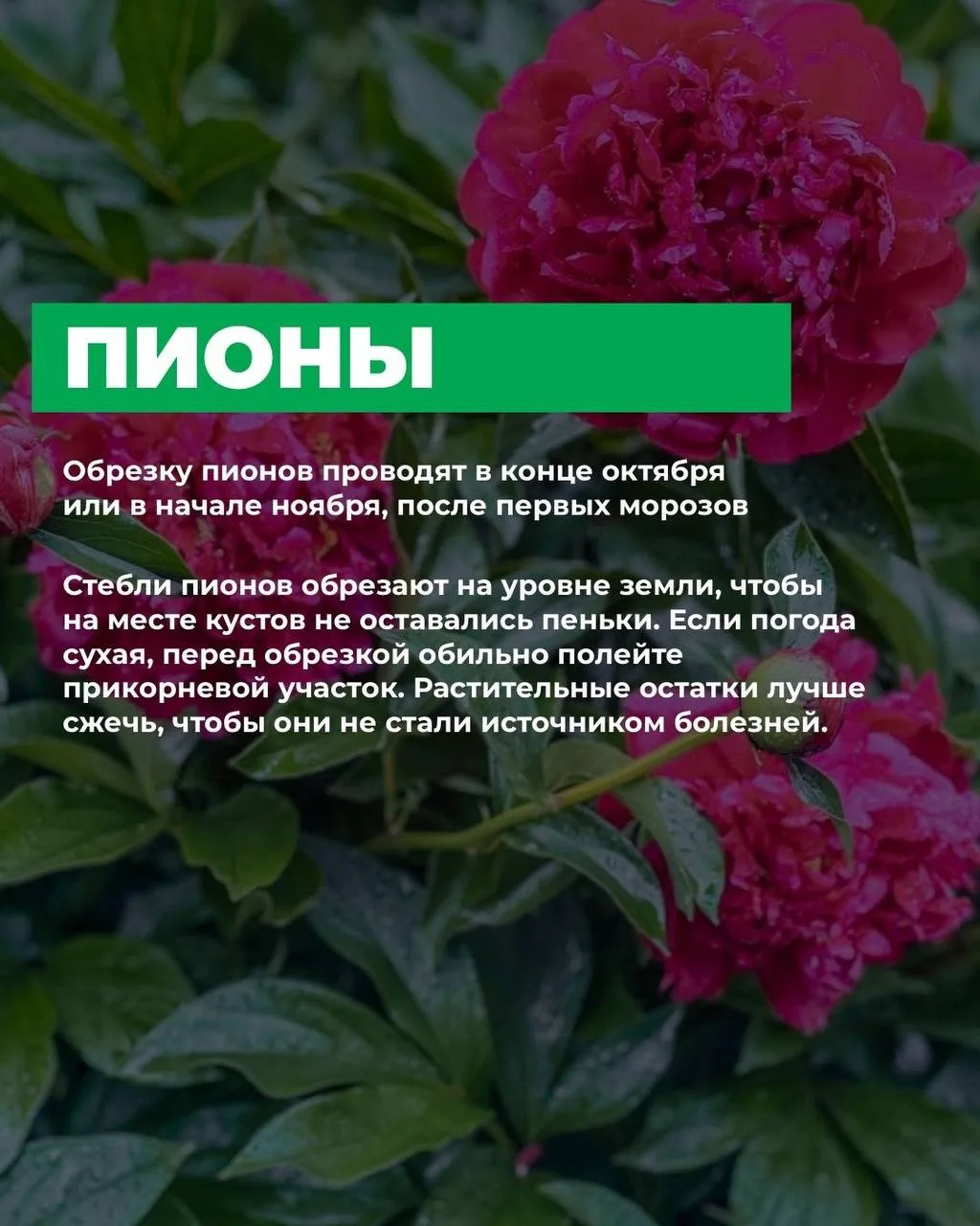 Какие цветы нужно обрезать осенью 🌾