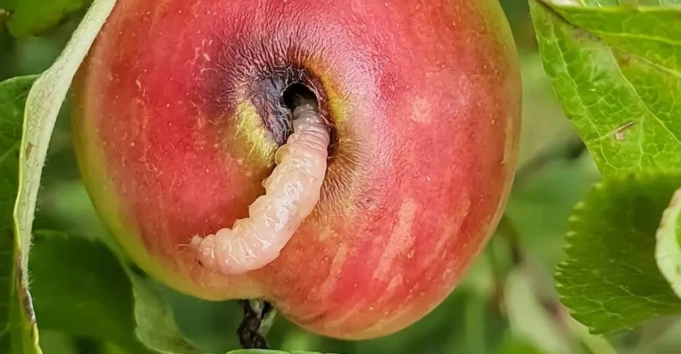 🍎🐛 Как избавиться от яблонной плодожорки: руководство от студии ART Story

Червивые яблоки — резул