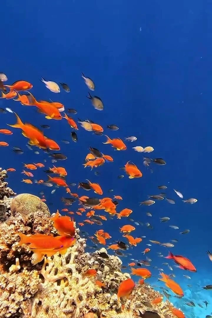 🇪🇬 ОТЕЛИ ЕГИПТА С САМЫМ КРАСИВЫМ КОРАЛЛОВЫМ РИФОМ 😍