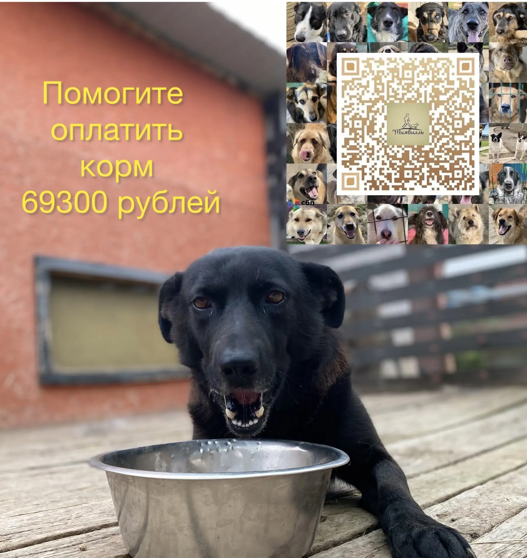 Один перевод — сотни сытых  собак! Помогите закрыть неделю в #тимвилль. 

Мы снова собираем средства