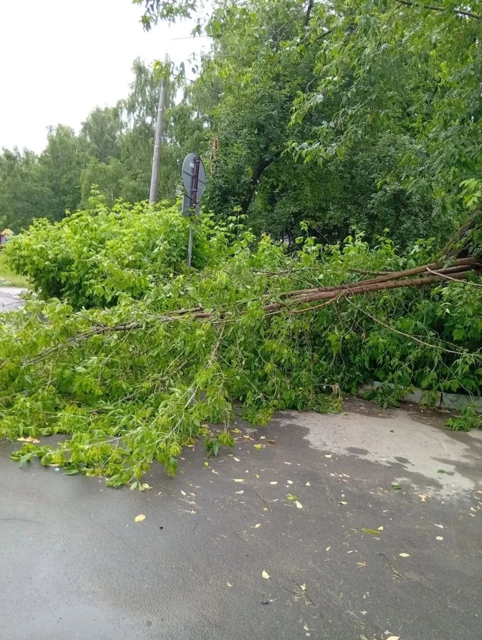 На Красногвардейском бульваре упали несколько деревьев.

НЕ ЗАБУДЬ ПОДПИСАТЬСЯ ⤵️