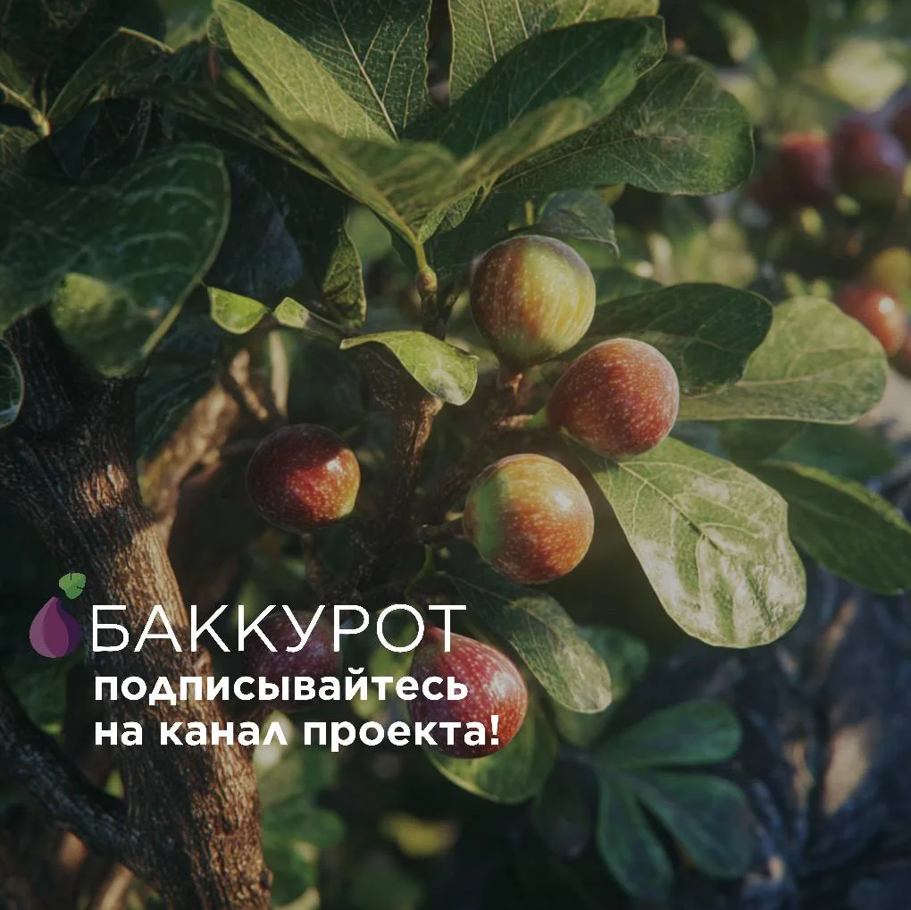 Подпишитесь на канал проекта «Баккурот»!