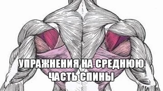 УПРАЖНЕНИЯ НА СРЕДНЮЮ ЧАСТЬ СПИНЫ

Строго говоря, изолирующих упражнений на эту мышцу не существует,