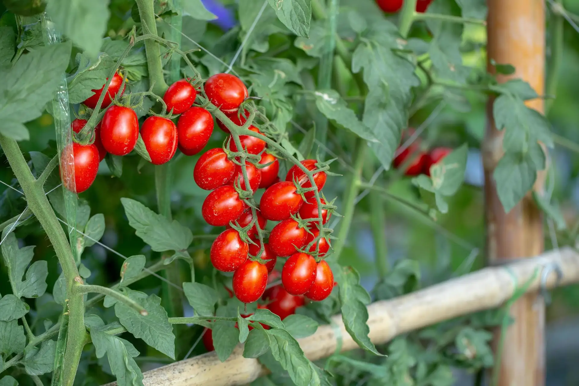🍅 Вредители томатов