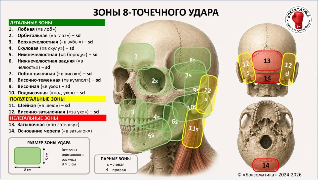 Ударные зоны головы в боксе