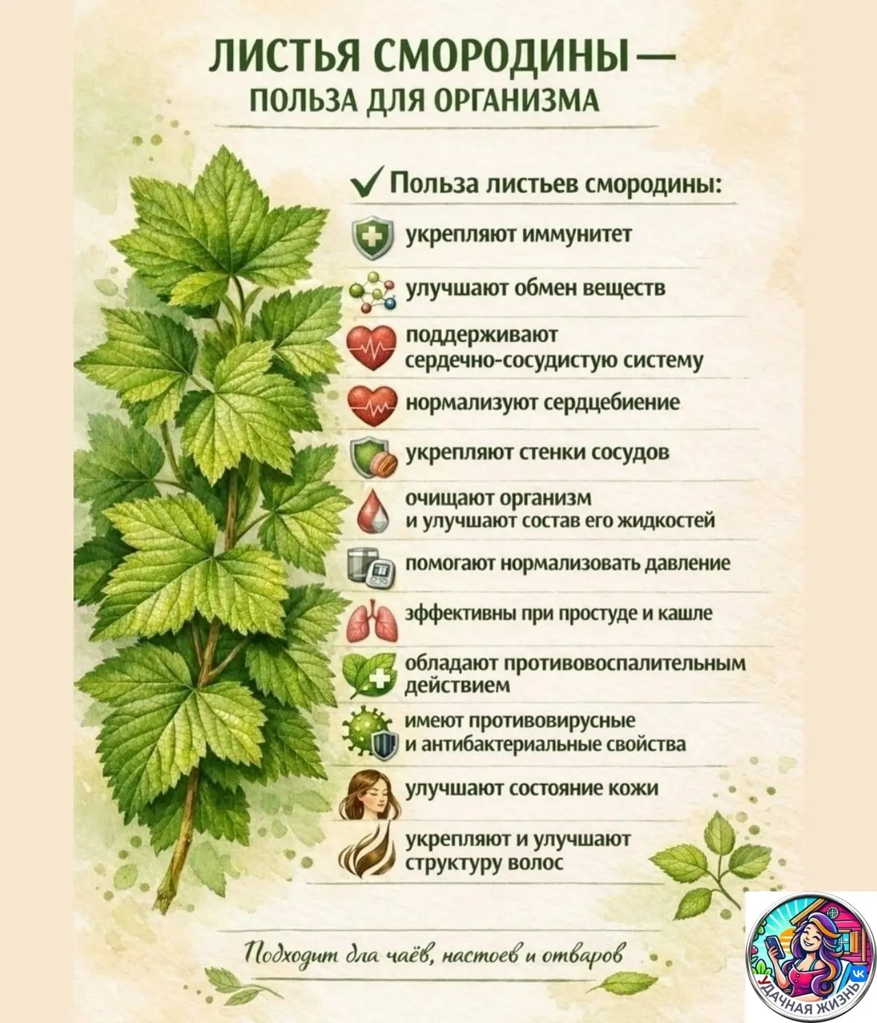 🌿 ЛИСТЬЯ СМОРОДИНЫ — ТО, О ЧЁМ МАЛО КТО ЗНАЕТ