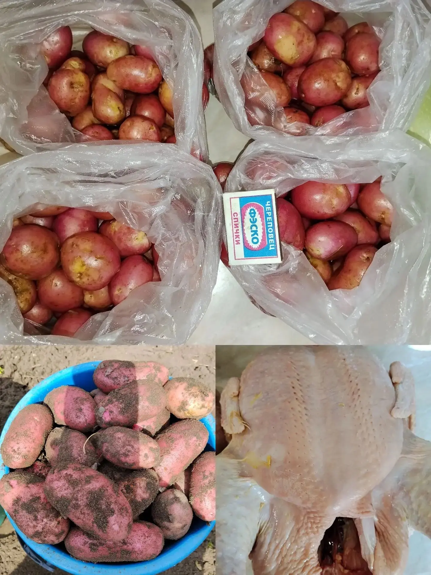 Продам свежий домашний картофель, цена 750 руб./10 л. Бэби-картофель – 100 руб./кг. Мясо бройлера (в