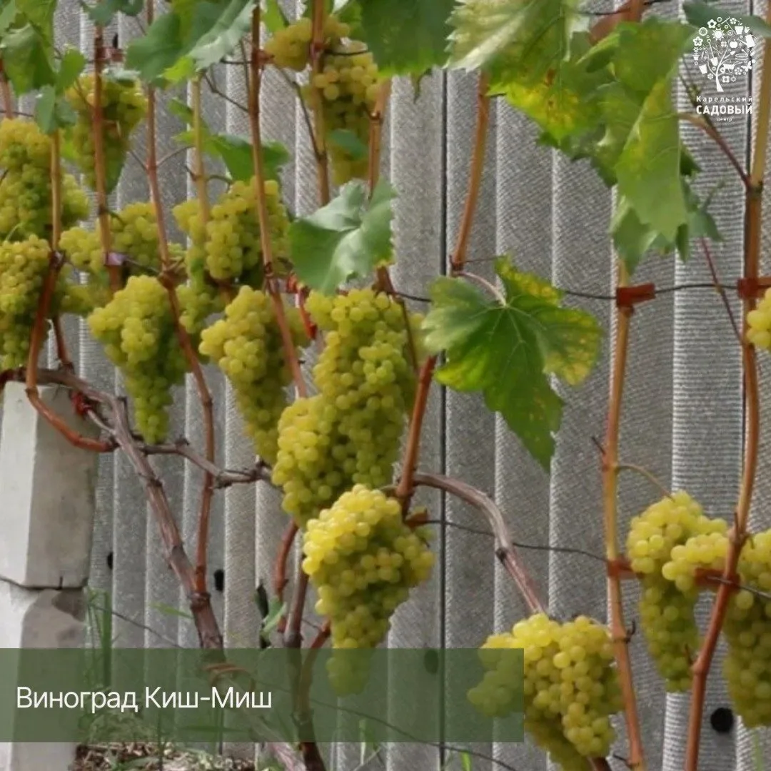 🍇 Виноград на севере — реальность!