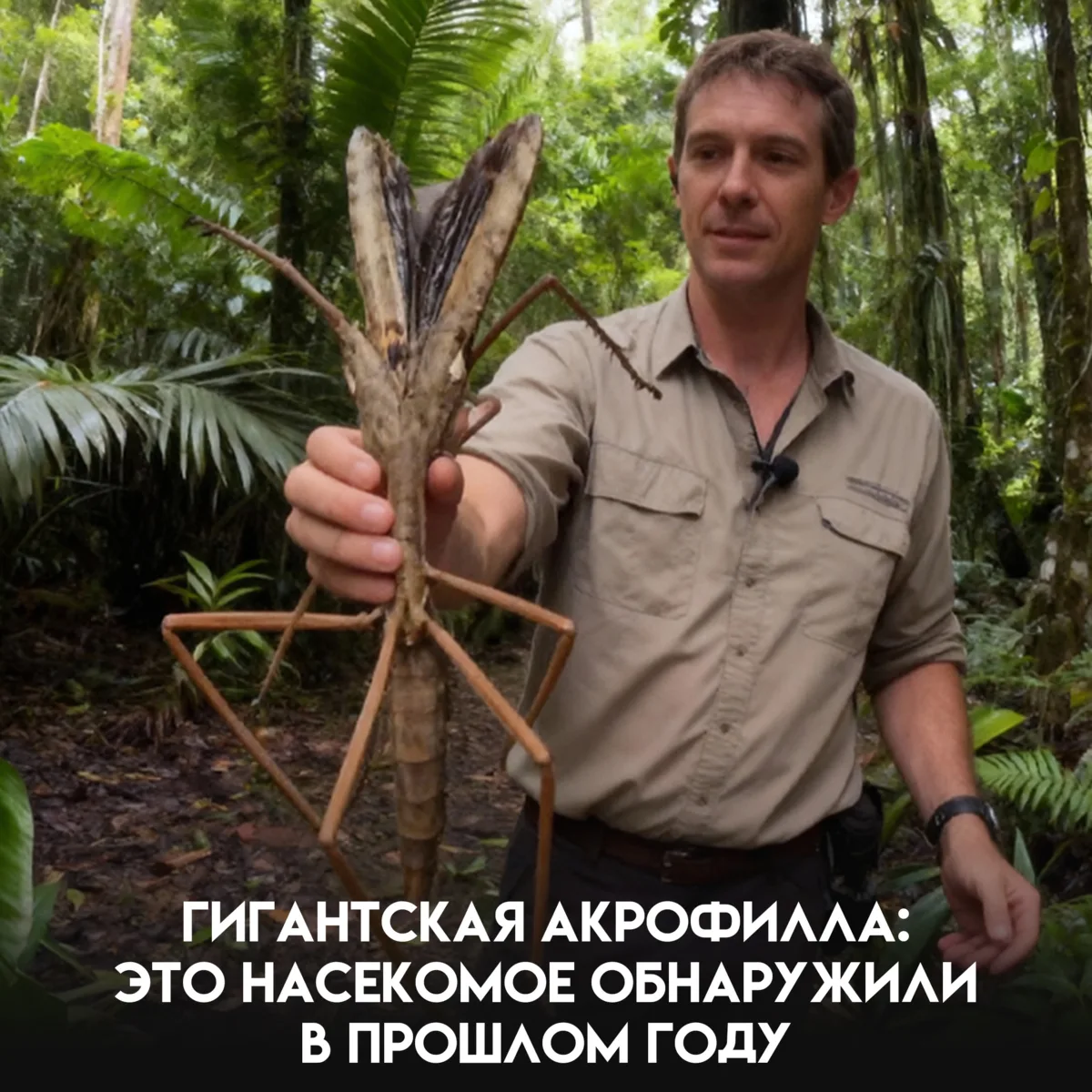 Насекомое размером с белку — 28 сантиметров, почти 50 граммов — обнаружили только в про...
