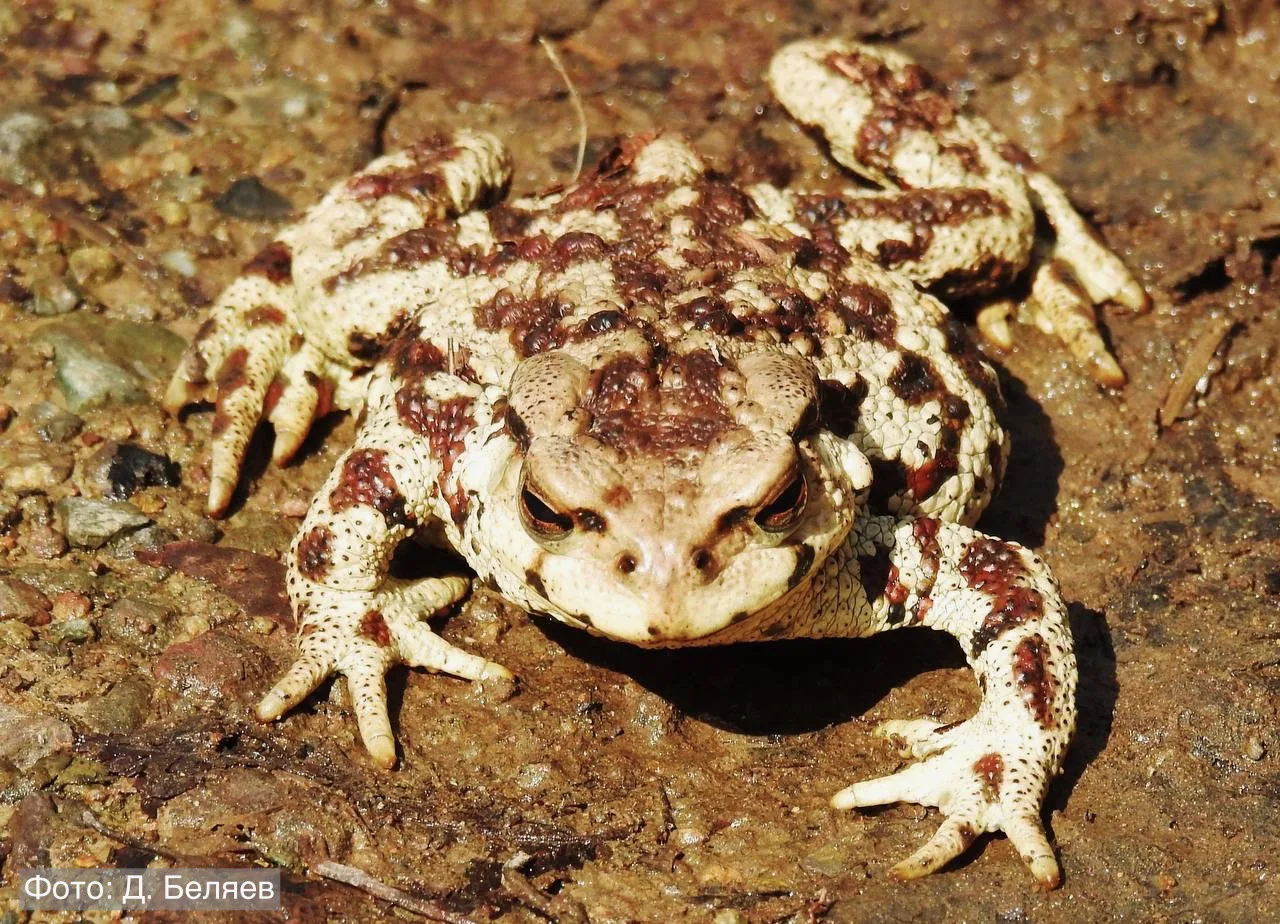 Задача выполнена — можно расходиться 🐸  Дальневосточная жаба повстречалась сотруднику отдела науки «