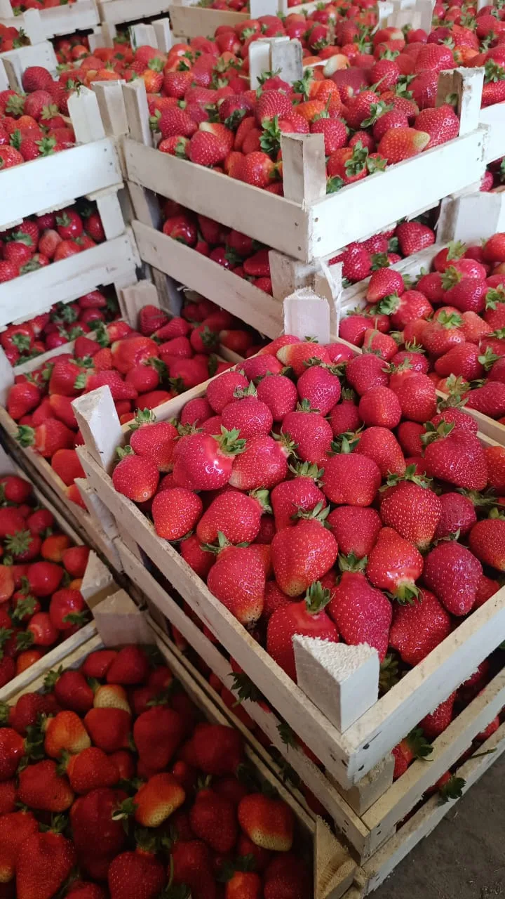 НАЧИНАЕМ СБОР ЗАКАЗОВ НА ПОСТАВКУ 29-30 ИЮЛЯ 

🍓🍒🍑🍓🍒🍑🍓🍒🍑🍓

🍓Клубника Чёрный принц 🍓
(Мел