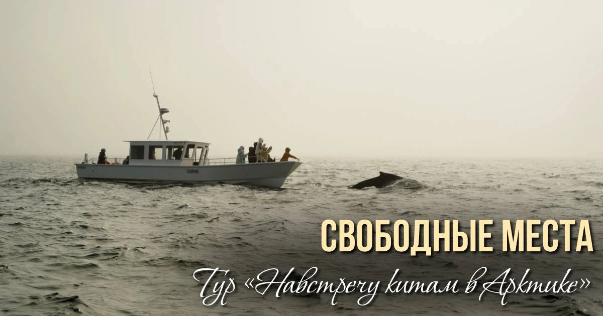 Тур «Навстречу китам в Арктике»

11-14 июня - мест нет❌

18-21 июня - 1 место
(💣АКЦИЯ)

25-28 июня 